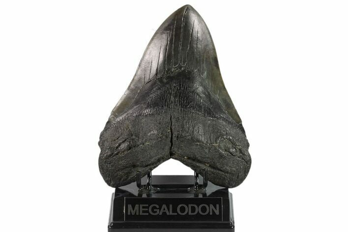 6.38" Fossil Megalodon Tooth - Massive Tooth